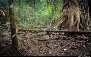 Camera Traps - July 2025