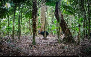 Camera Traps - July 2025