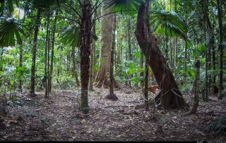 Camera Traps - July 2025