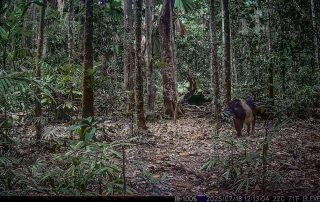 Camera Traps - July 2025