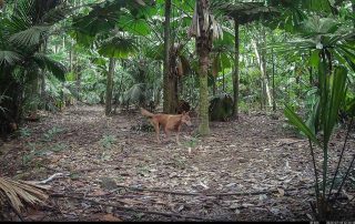 Camera Traps - July 2025