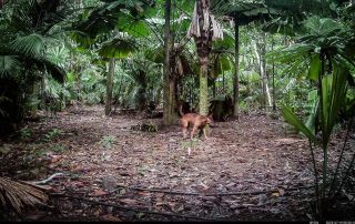 Camera Traps - July 2025