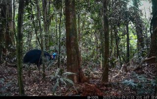 Camera Traps - July 2025