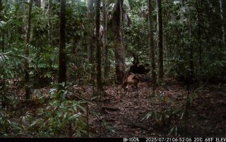 Camera Traps - July 2025