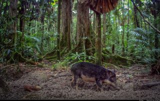 Camera Traps - July 2025