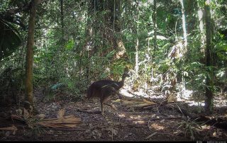 Camera Traps - July 2025