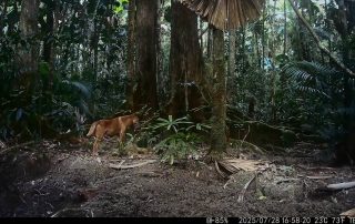 Camera Traps - July 2025