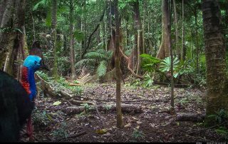 Camera Traps - July 2025