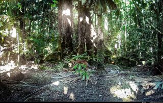 Camera Traps - October 2025