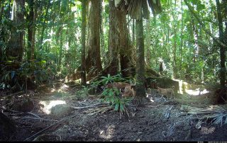 Camera Traps - October 2025