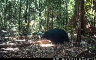 Camera Traps - October 2025