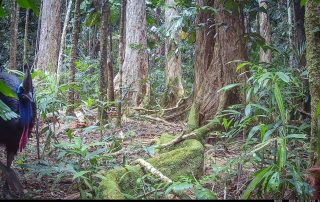 Camera Traps - October 2025