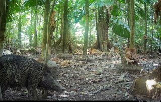 Camera Traps - October 2025