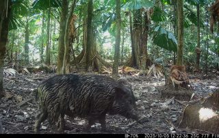 Camera Traps - October 2025