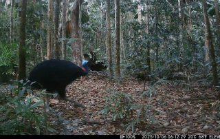 Camera Traps - October 2025