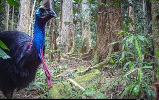 Camera Traps - October 2025