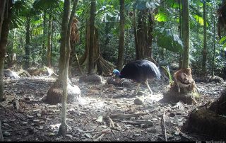 Camera Traps - October 2025