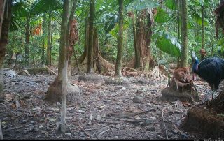 Camera Traps - October 2025