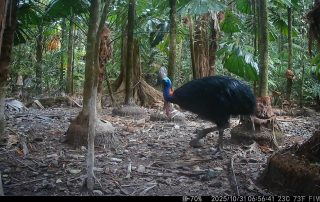 Camera Traps - October 2025