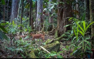 Camera Traps - November 2025
