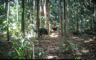 Camera Traps - November 2025