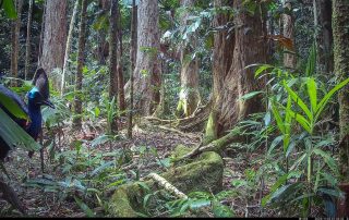 Camera Traps - November 2025