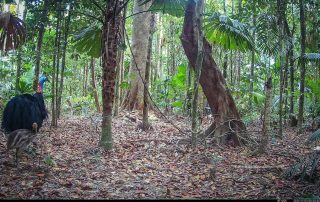 Camera Traps - November 2025