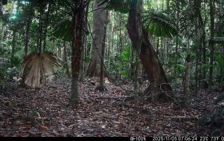 Camera Traps - November 2025
