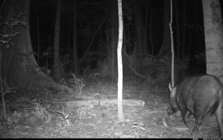 Camera Traps - November 2025
