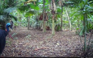 Camera Traps - November 2025