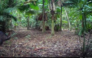 Camera Traps - November 2025