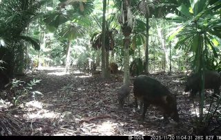 Camera Traps - November 2025