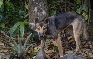 Camera Traps - November 2025