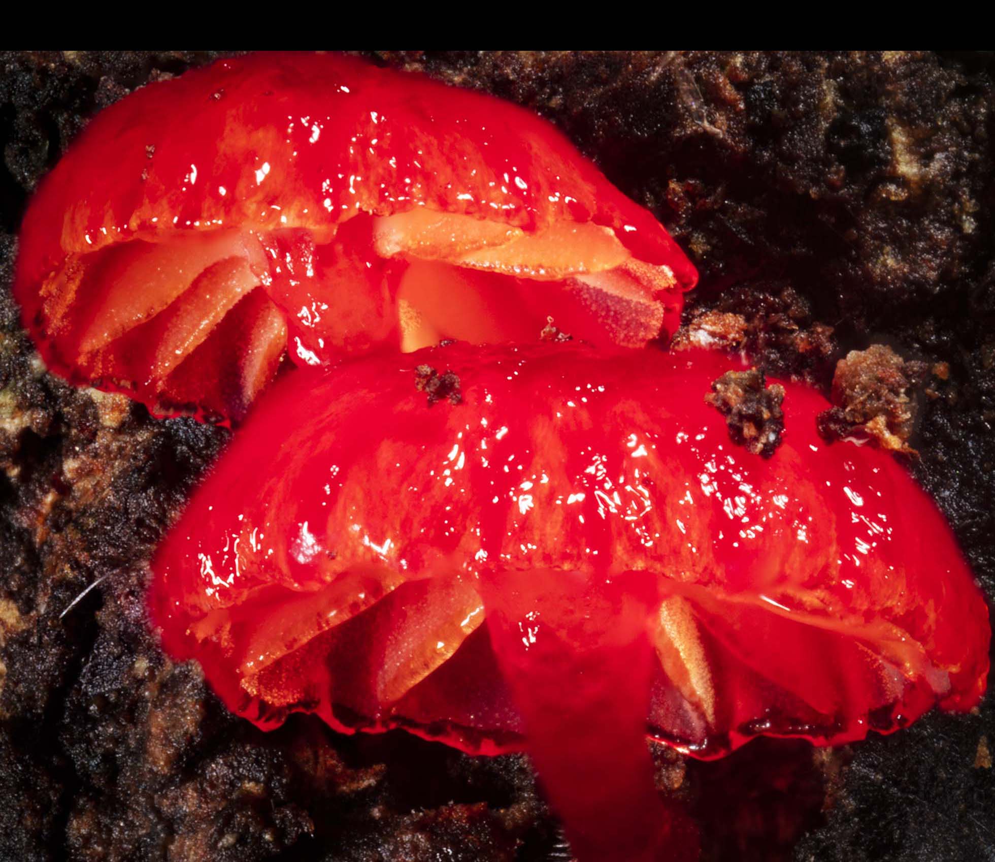 2024-25 ANNUAL REPORT