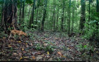 Camera Traps - December 2025