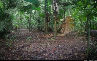 Camera Traps - December 2025