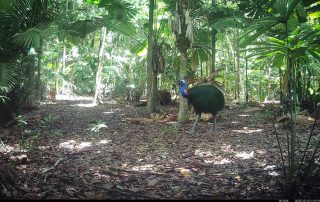 Camera Traps - December 2025