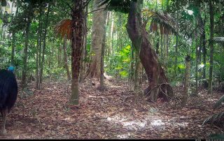 Camera Traps - December 2025