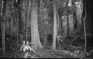 Camera Traps - December 2025