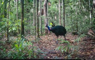 Camera Traps - December 2025