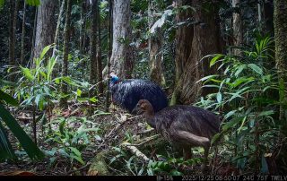 Camera Traps - December 2025