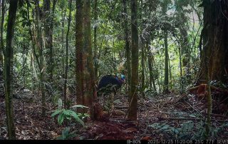 Camera Traps - December 2025