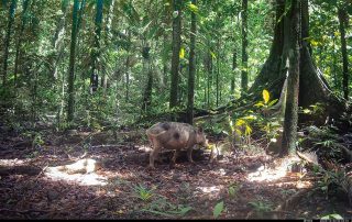 Camera Traps - December 2025