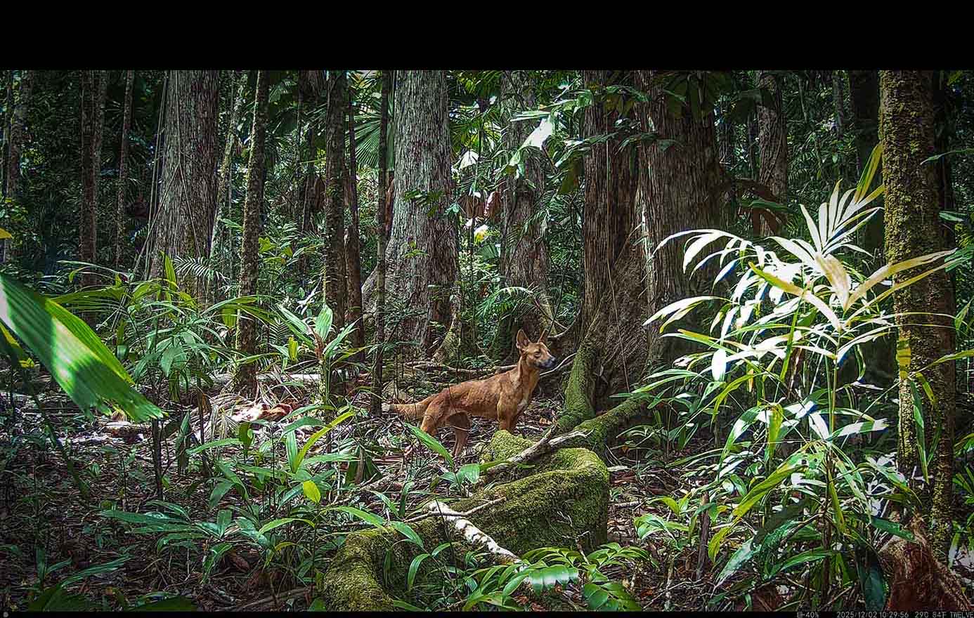 Camera Traps - December 2025
