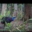 Camera Traps - January 2026