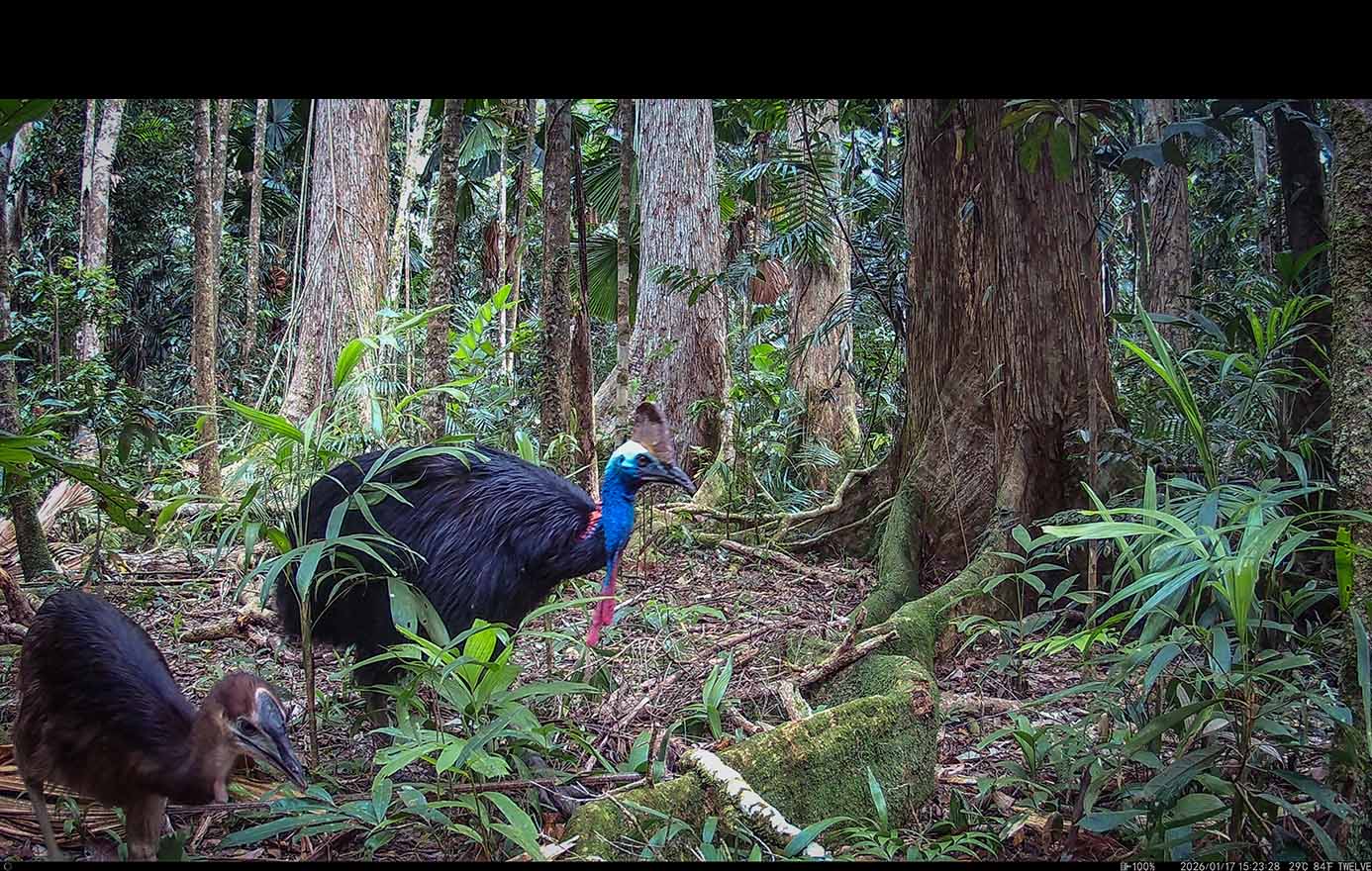 Camera Traps - January 2026