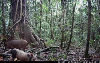 Camera Traps - February 2026