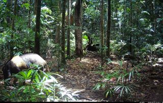 Camera Traps - February 2026