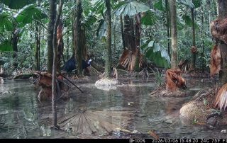 Camera Traps - March 2026