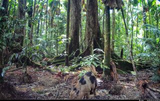 Camera Traps - March 2026